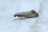 Glyphipterix thrasonella