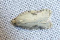 Acleris logiana
