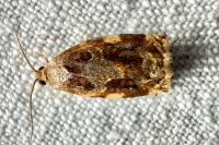 Archips xylosteana