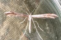 Emmelina monodactyla