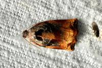 Archips podana