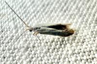 Coleophora