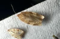 Choristoneura hebenstreitella