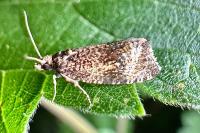 Celypha lacunana