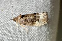 Hedya nubiferana