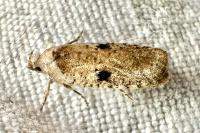 Agonopterix propinquella