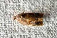 Ditula angustiorana