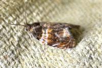 Celypha