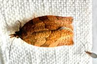 Pandemis heparana