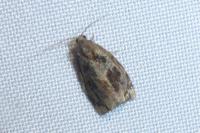 Archips crataegana