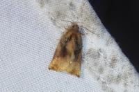Archips podana
