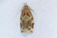 Archips xylosteana