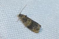 Celypha aurofasciana