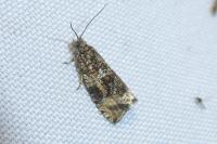Celypha lacunana