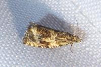 Celypha lacunana