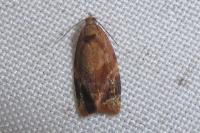 Ditula angustiorana