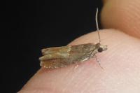 Epinotia tenerana
