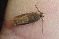 Epinotia tenerana