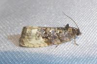 Hedya nubiferana