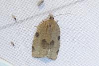Lozotaenia forsterana