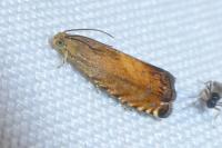 Pammene aurita