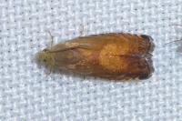Pammene aurita