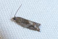 Rhopobota naevana