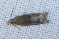 Rhopobota naevana