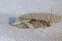 Rhopobota naevana