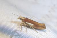 Ypsolopha parenthesella