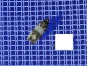 Enolmis acanthella