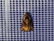 Archips podana