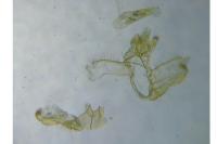 Acleris logiana