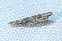 Batrachedra praeangusta