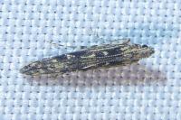 Batrachedra praeangusta