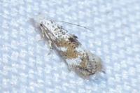 Bucculatrix frangutella