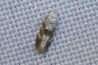 Bucculatrix frangutella