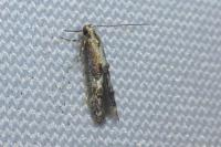Blastodacna hellerella