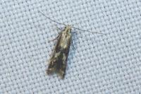 Blastodacna hellerella