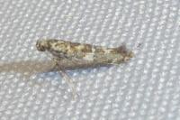 Gracillaria syringella