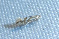 Phyllonorycter