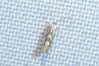 Phyllonorycter