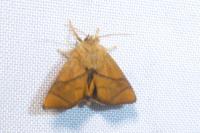 Apoda limacodes