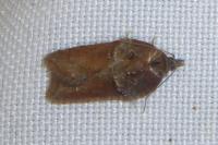 Acleris hastiana