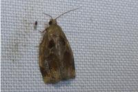 Archips crataegana