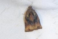 Archips podana