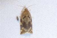 Archips xylosteana