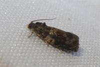 Celypha aurofasciana