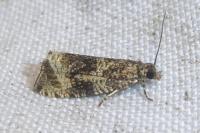 Celypha lacunana
