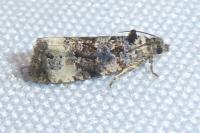 Endothenia